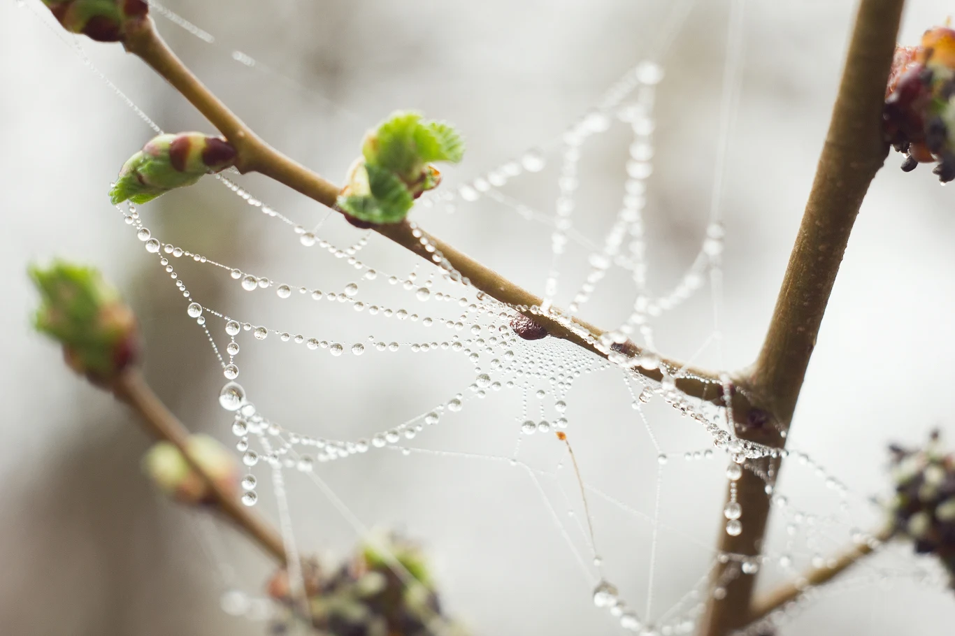 Dawniej pajęczyny zarówno w domach, jak i przy domostwie uznawano za symbol szczęścia, tak samo jak ich mieszkańców Dawniej pajęczyny zarówno w domach, jak i przy domostwie uznawano za symbol szczęścia, tak samo jak ich mieszkańców