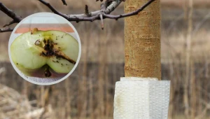 Zrób to z jabłonią we wrześniu. Ochronisz ją przed szkodnikami i będziesz mieć masę owoców