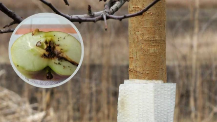 W celu ochrony drzew owocowych przed szkodnikami można zakładać na ich pnie opaski z tektury falistej (kartonowe) albo opaski lepowe