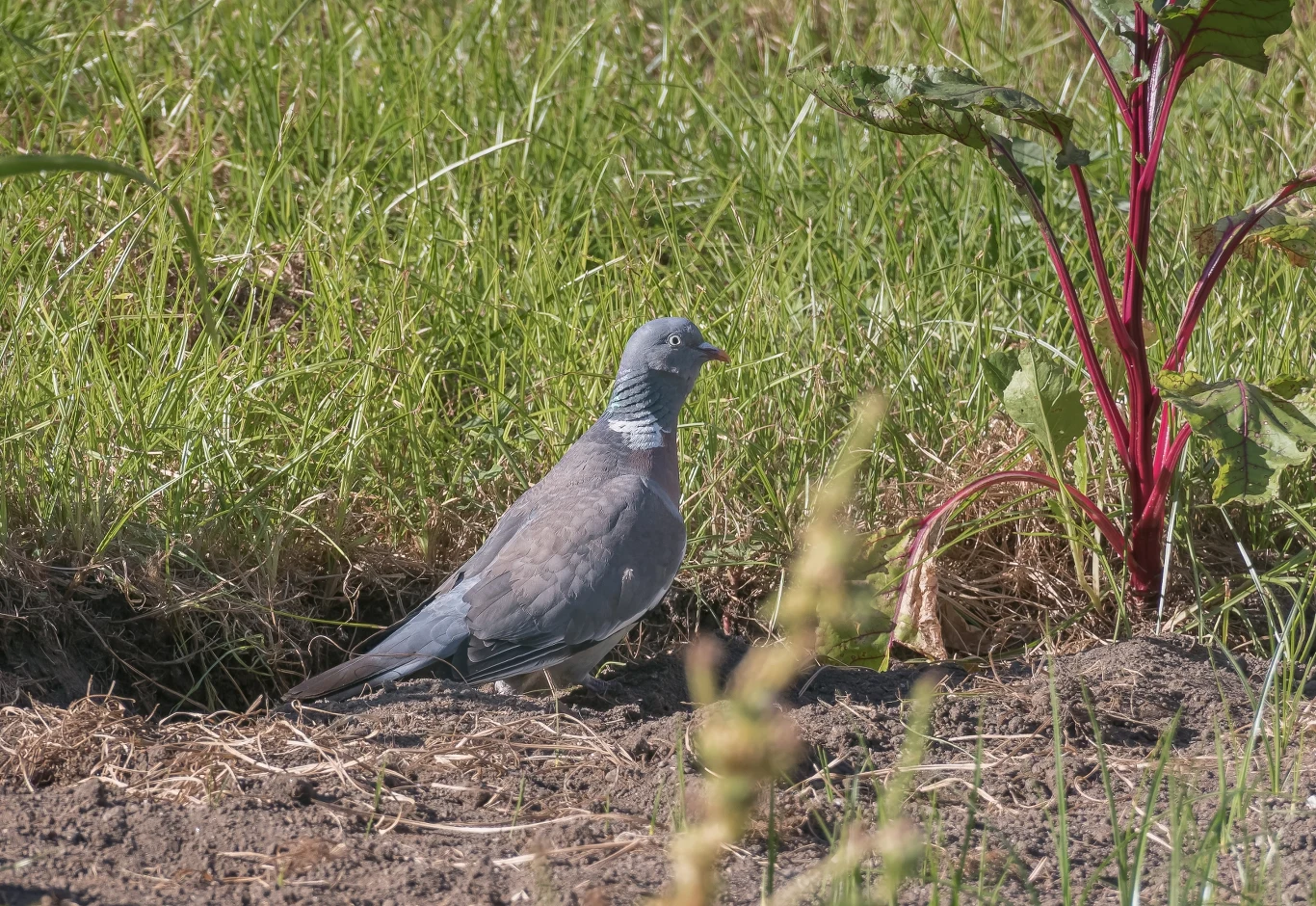 Gołąb grzywacz spacerujący po ziemi na tle zielonej trawy i rosnącej buraka ćwikłowego, wyraźnie widoczne szaro-niebieskie upierzenie ptaka oraz charakterystyczna biała plama na szyi.