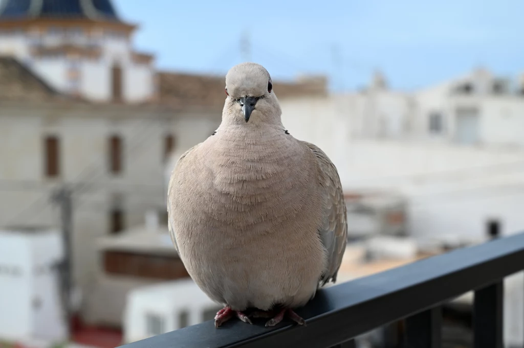 Jeśli gołąb raz przyfrunął na nasz balkon, to znak, że może się z czasem tam zadomowić Gołąb siedzący na metalowej poręczy z rozmytym tłem miejskich budynków i błękitnym niebem w tle.