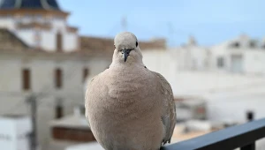Przylatuje do ciebie gołąb lub kruk? Lepiej tego nie ignoruj