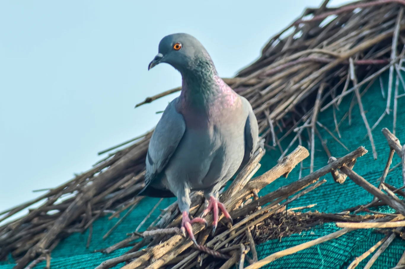 Gołąb siedzący na gałęziach, które leżą na zielonym materiale, z tłem w postaci jasnego nieba.