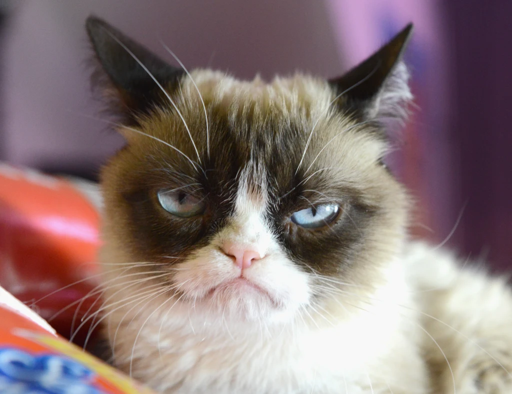 Grumpy Cat stała się kocią ikoną ze względu na swój wiecznie naburmuszony wyraz pyszczka. Kot o charakterystycznym wyrazie pyszczka z opuszczonymi uszami i lekko zmrużonymi oczami, o umaszczeniu biało-brązowym i niebieskich oczach, znajduje się na pierwszym planie, tło rozmyte.