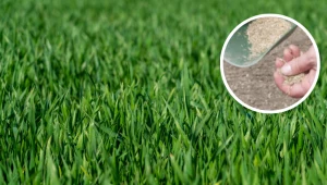 Jesienią koniecznie zrób to z trawą. Inaczej nie będziesz mieć gęstej, zielonej murawy