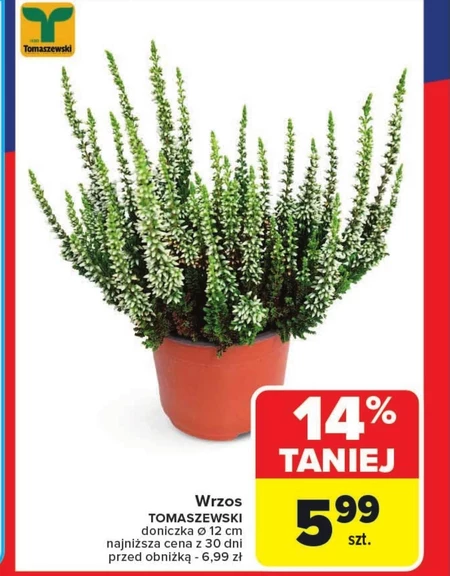 Wrzos Tomaszewski