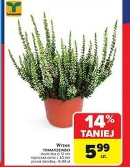 Wrzos Tomaszewski