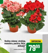 Roślina doniczkowa