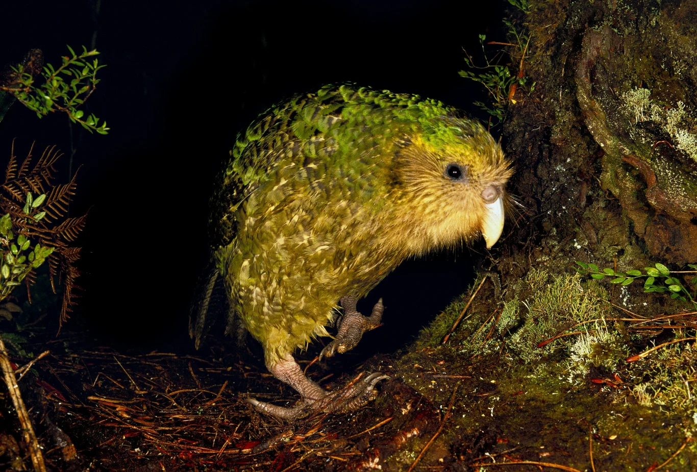 Kakapo, dużą, nocną papugę o zielonym upierzeniu, spacerującą po leśnym podłożu w otoczeniu mchów i paproci, w pobliżu drzewa.