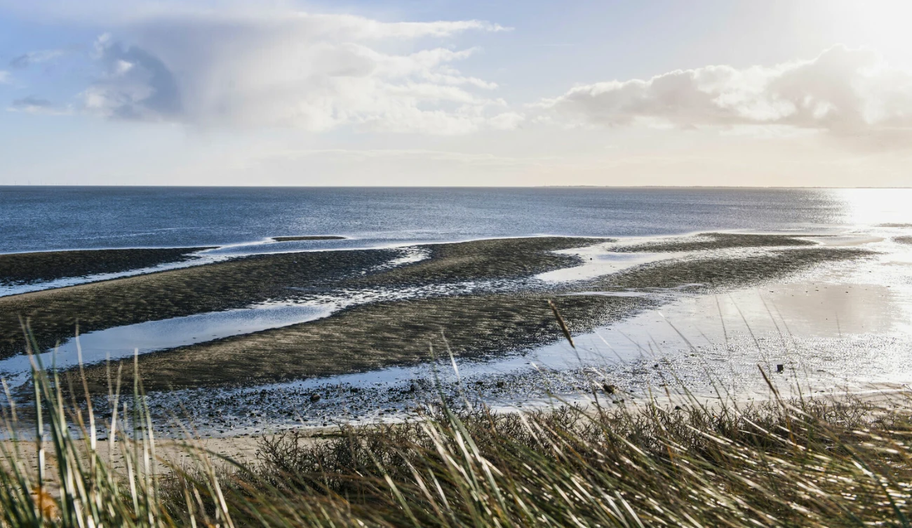 Morze Wattowe zachwyca swoją bioróżnorodnością 