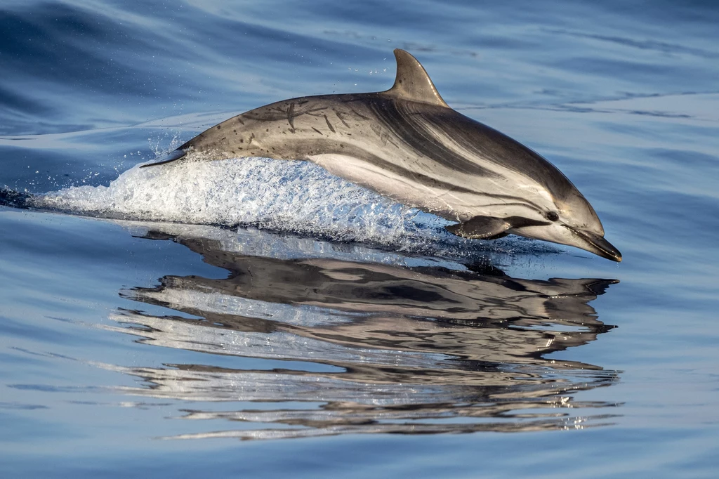 Delfinek pręgoboki żyje we wszystkich morzach. Czasem pojawia się w Bałtyku Delfin wyskakujący z wody z wyraźnym odbiciem na spokojnej powierzchni oceanu, dynamiczny ruch i błyszcząca skóra zwierzęcia podkreślają naturalne piękno morskiego ssaka.