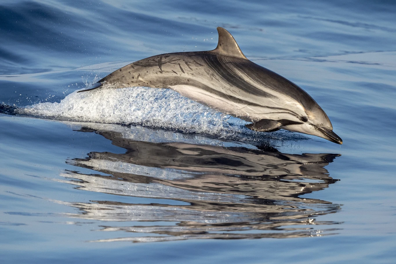 Delfin wyskakujący z wody z wyraźnym odbiciem na spokojnej powierzchni oceanu, dynamiczny ruch i błyszcząca skóra zwierzęcia podkreślają naturalne piękno morskiego ssaka.