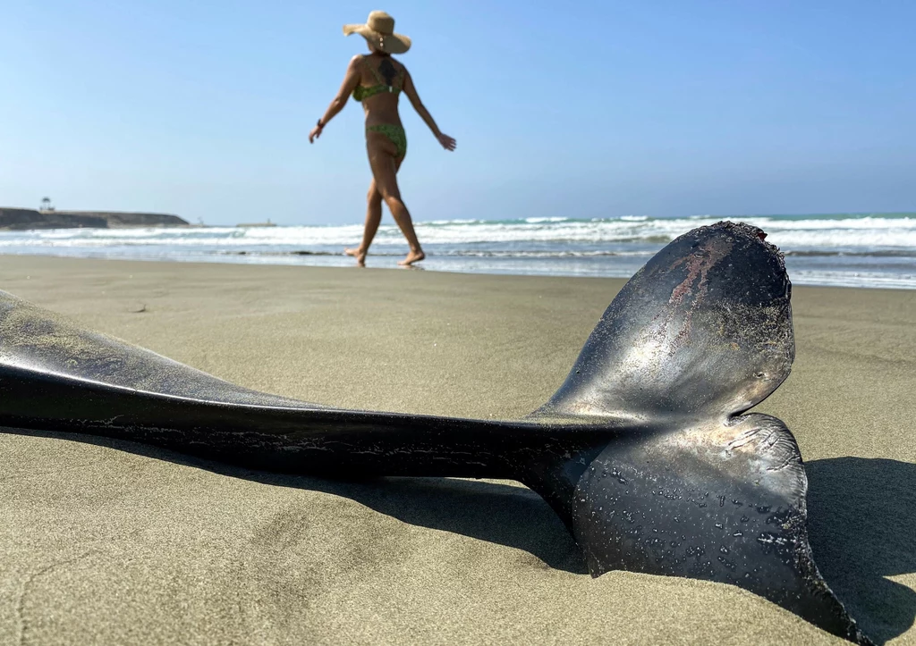 Dewlfin pręgoboki na plaży. Walenie chorują na groźną dla nich chorobę Dewlfin pręgoboki na plaży. Walenie chorują na groźną dla nich chorobę