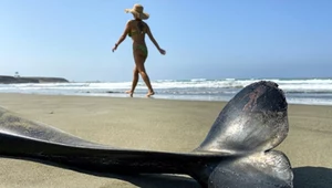 Dewlfin pręgoboki na plaży. Walenie chorują na groźną dla nich chorobę