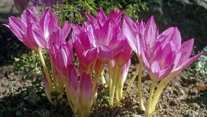 Przypomina krokusy, ale zakwita na jesień. Ta roślina jest silnie trująca