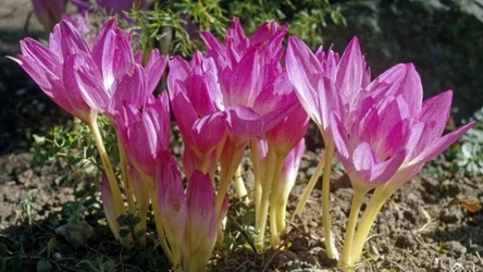 Zimowit jesienny często jest mylony z krokusem