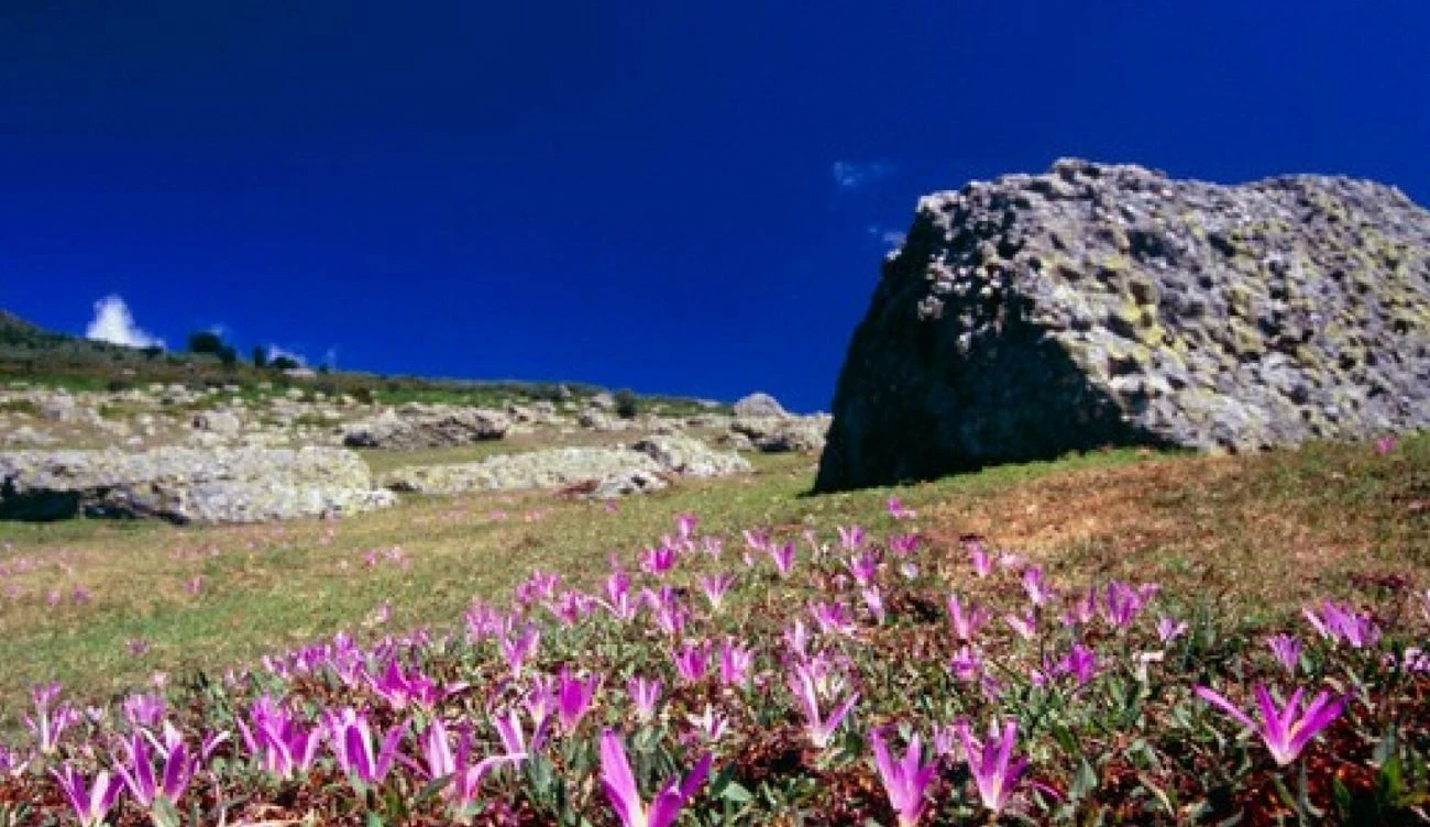 Zimowit jesienny rośnie na południu Polski