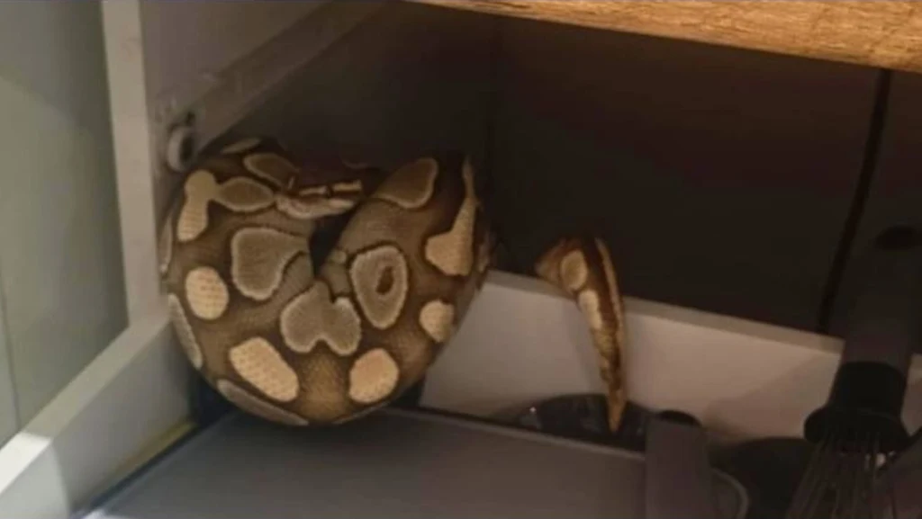 Mieszkanka Łodzi znalazła w szafce kuchennej wielkiego pytona Wąż o jasnobrązowym ubarwieniu z charakterystycznymi kremowymi wzorami zwinięty w rogu pod półką, częściowo ukryty między przedmiotami w pomieszczeniu.