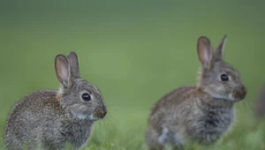 Wielka wojna z królikami. Trzeba było sięgnąć po broń biologiczną