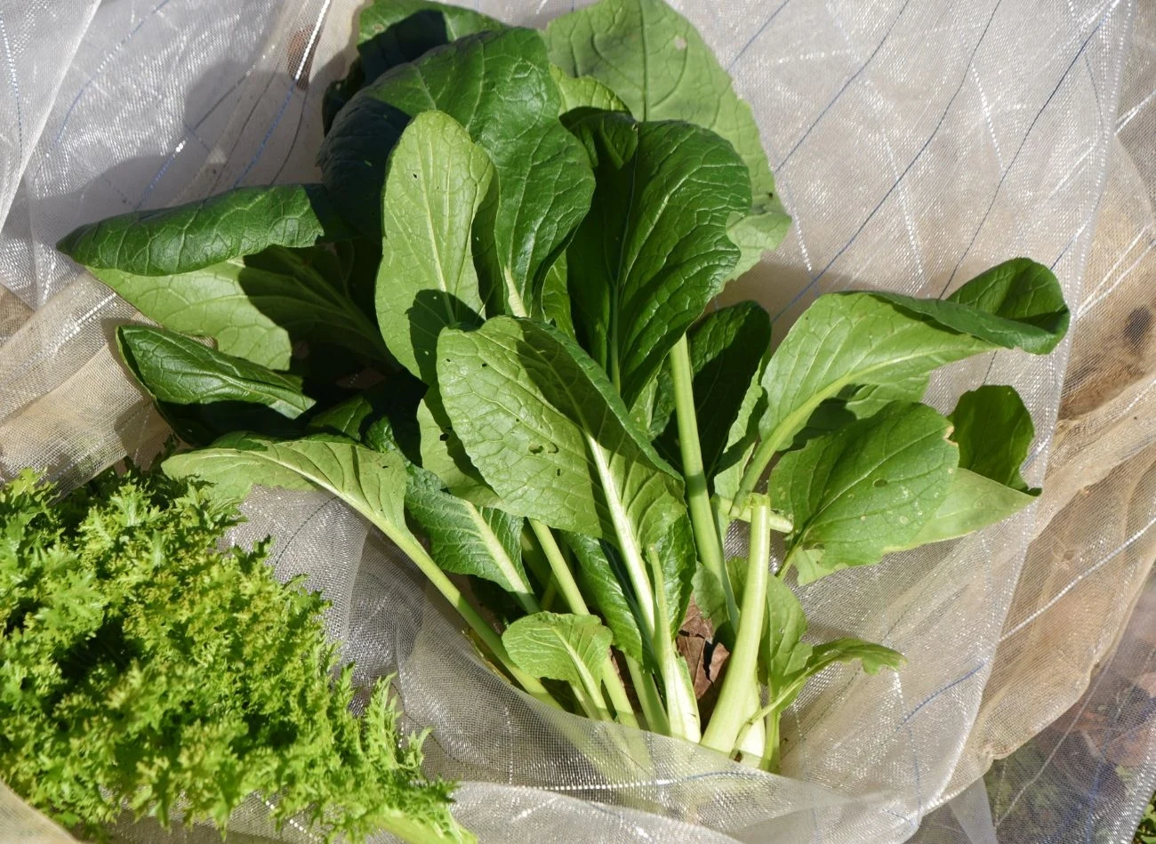 Co to jest komatsuna? Warzywo będzie cennym składnikiem diety seniorów Co to jest komatsuna? Warzywo będzie cennym składnikiem diety seniorów