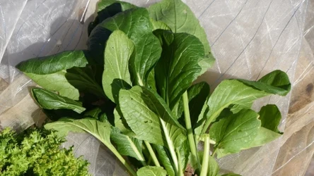 Co to jest komatsuna? Warzywo będzie cennym składnikiem diety seniorów