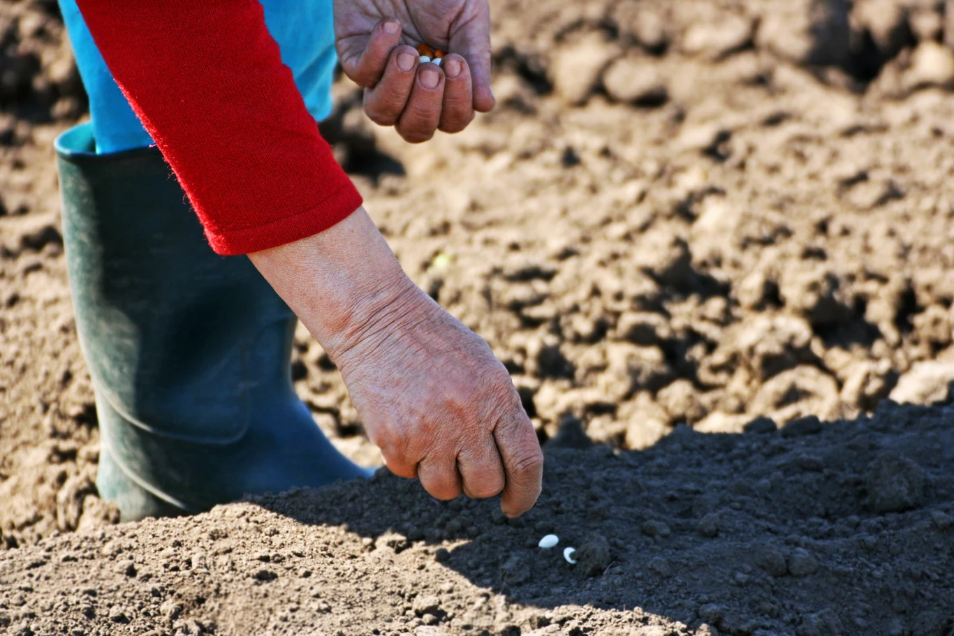 Co siać we wrześniu? Posadź te warzywa, a plony zbierzesz jeszcze przed zimą.