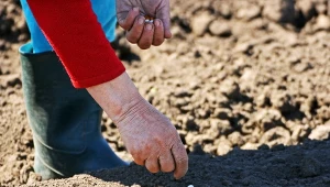 Koniecznie wysiej je jeszcze we wrześniu. Plony zbierzesz przed zimą 