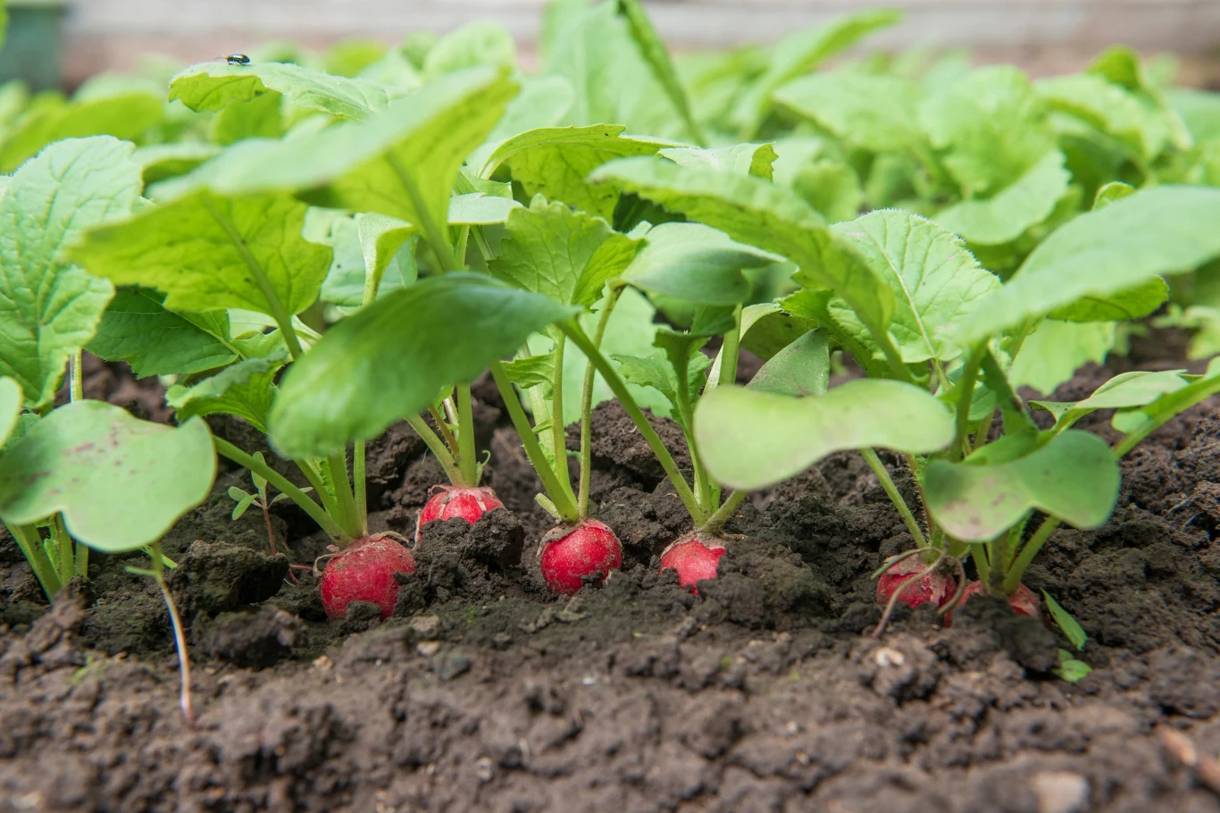 Rzodkiewka wzrastająca w chłodniejsze dni staje się łagodniejsza i delikatna w smaku aniżeli ta hodowana latem w pełnym słońcu. 