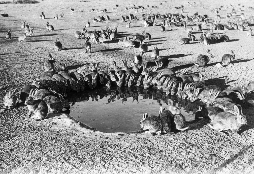 Króliki przy australijskim wodopoju. Zdjęcie z 1961 r. Duża grupa królików gromadzi się wokół wodopoju na otwartym, suchym terenie, niektóre piją wodę, inne rozprzestrzenione są po tle fotografii.