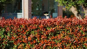 Znudziły ci się tuje? Zastąp je tą rośliną, a sąsiadkom szczęki opadną z zachwytu