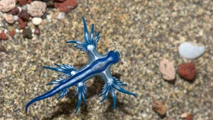 Do wybrzeży Hiszpanii dotarł groźny ślimak morski. Zamknięto część plaż, głównie na południu