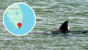 Rodzinny wypoczynek przerwany przez atak rekina. Trwa walka o życie chłopca