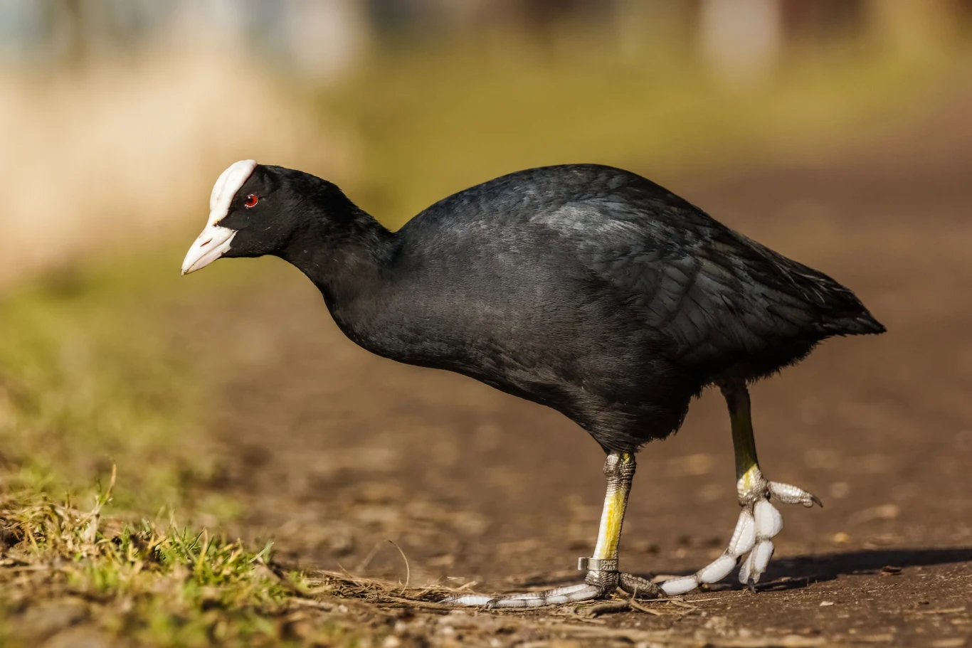 Czarna łyska z białą plamką na głowie stoi na ziemi, patrząc w bok, widać jej charakterystyczne, duże stopy oraz czerwone oko, tło jest rozmyte, dzięki czemu ptak wyróżnia się na pierwszym planie.