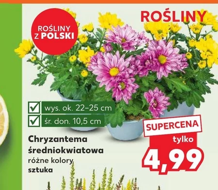 Chryzantema Ok.