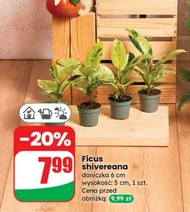 Ficus