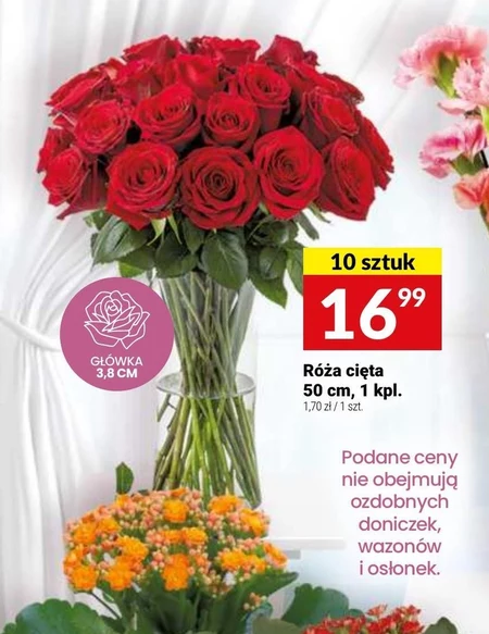 Роза