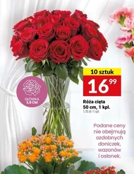 Róża