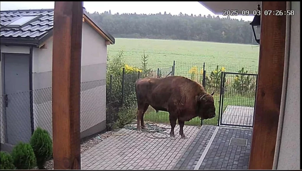 Żubr w ogródku niedaleko Poznania. Zwierzę zrobiło niespodziankę mieszkańcom Żubr w ogródku niedaleko Poznania. Zwierzę zrobiło niespodziankę mieszkańcom