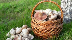 Grzybobranie 2025 – najlepsze akcesoria od wyprawy do przetworów