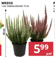 Wrzos