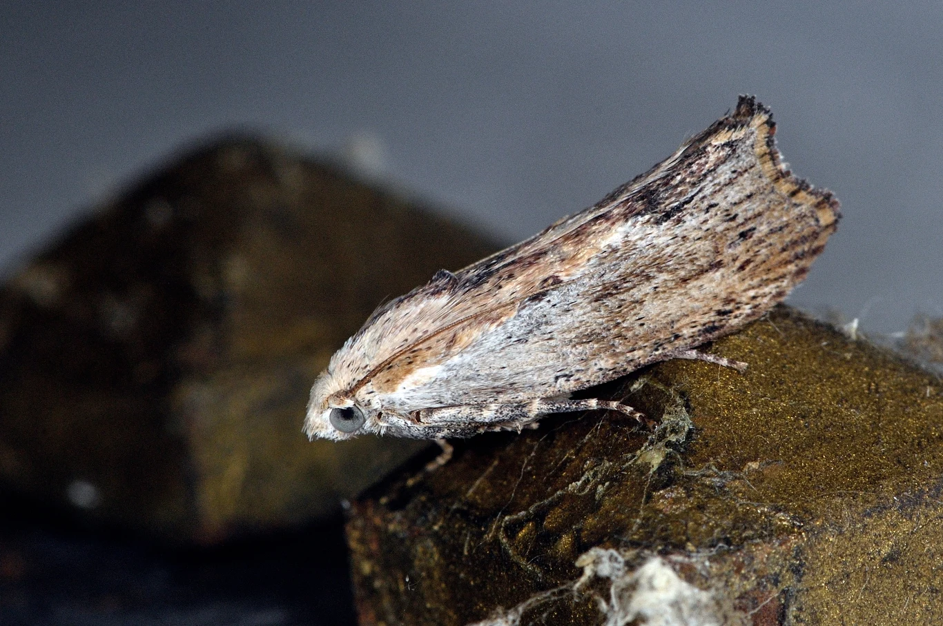Motylica (Galleria mellonella) Motyl nocny o brązowo-szarych skrzydłach siedzący na ciemnej, nieostrej powierzchni w makrofotografii, szczegóły tekstury skrzydeł wyraźnie widoczne.