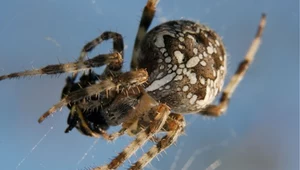 Wygląda groźnie, ale nie warto go zabijać. Walczy z intruzami w ogrodzie