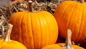 Ważyła prawie pół tony. Niewiarygodne, jaką dynię wyhodowali studenci