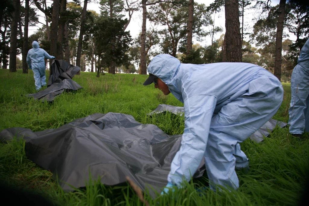 Osoby w niebieskich kombinezonach ochronnych pochylają się nad dużymi czarnymi workami foliowymi rozmieszczonymi na trawie w lesie, wykonując czynności związane z zabezpieczaniem lub sprzątaniem miejsca zdarzenia.