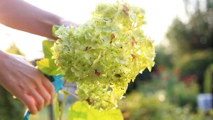 Zrób to z hortensjami we wrześniu. Wiosną ogród utonie w kwiatach 