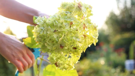 Zrób to z hortensjami we wrześniu. Dzięki temu w przyszłym sezonie zachwycą kwiatami.