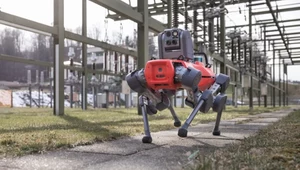 Robo-pies gra w badmintona. Innowacyjne zastosowanie sztucznej inteligencji