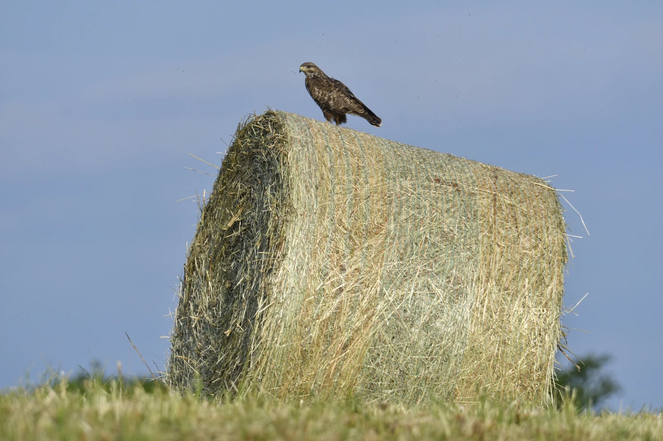 Sęp siedzący na dużej belce siana na polu, w tle niebo o delikatnym, niebieskim odcieniu.