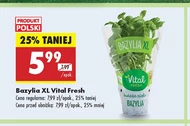 Bazylia Vital Fresh