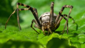 Wygląda groźnie, ale nie warto go zabijać. Walczy z intruzami w ogrodzie